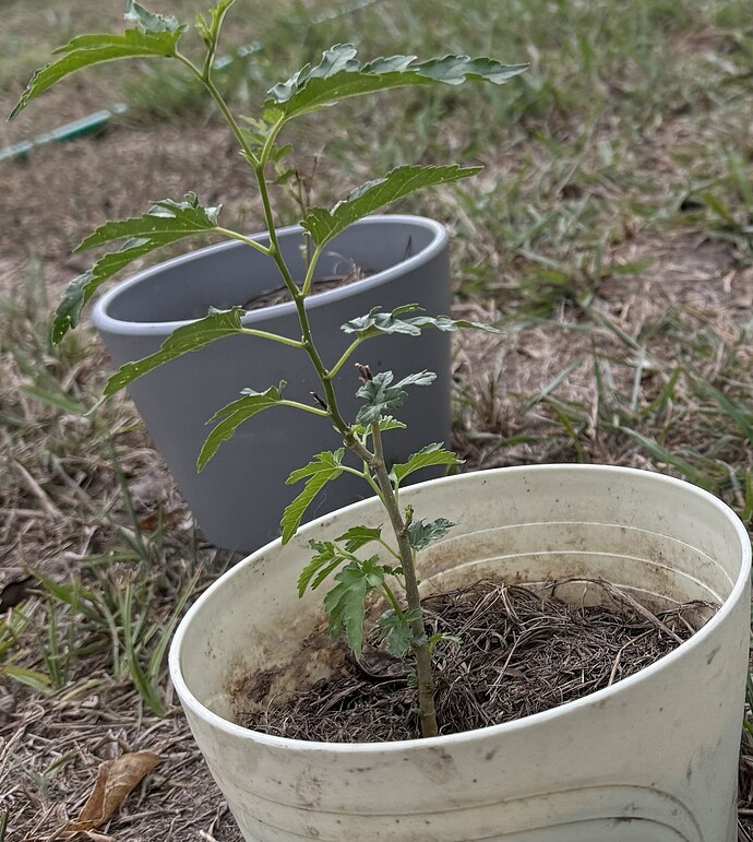 smallmulbot2