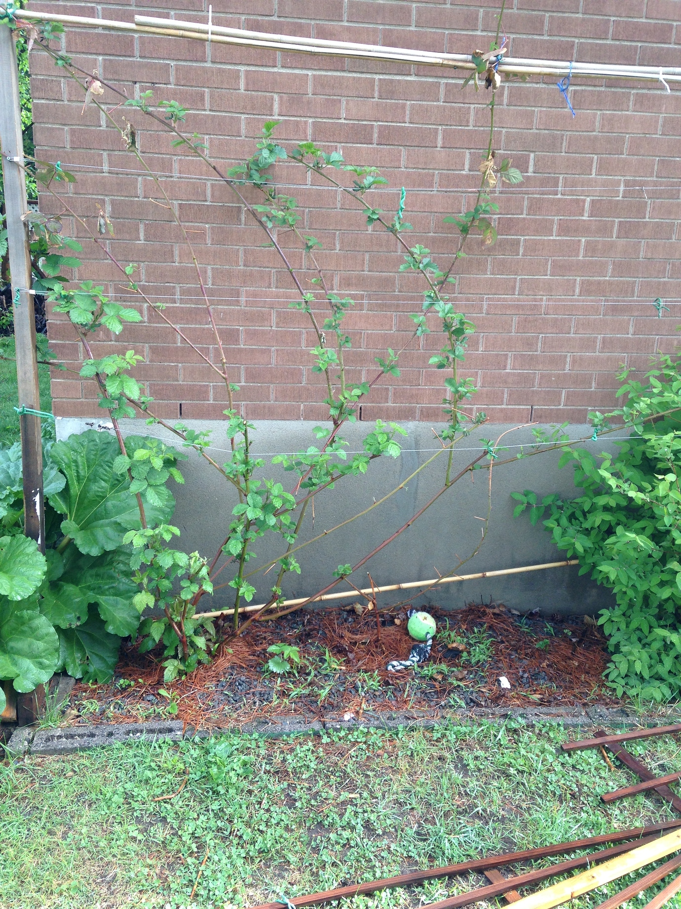 Need help selecting a blackberry for zone 5 General Fruit Growing