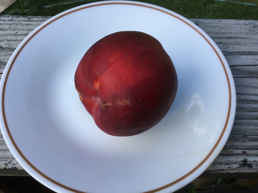 Early Yellow Fleshed Nectarines General Fruit Growing Growing Fruit