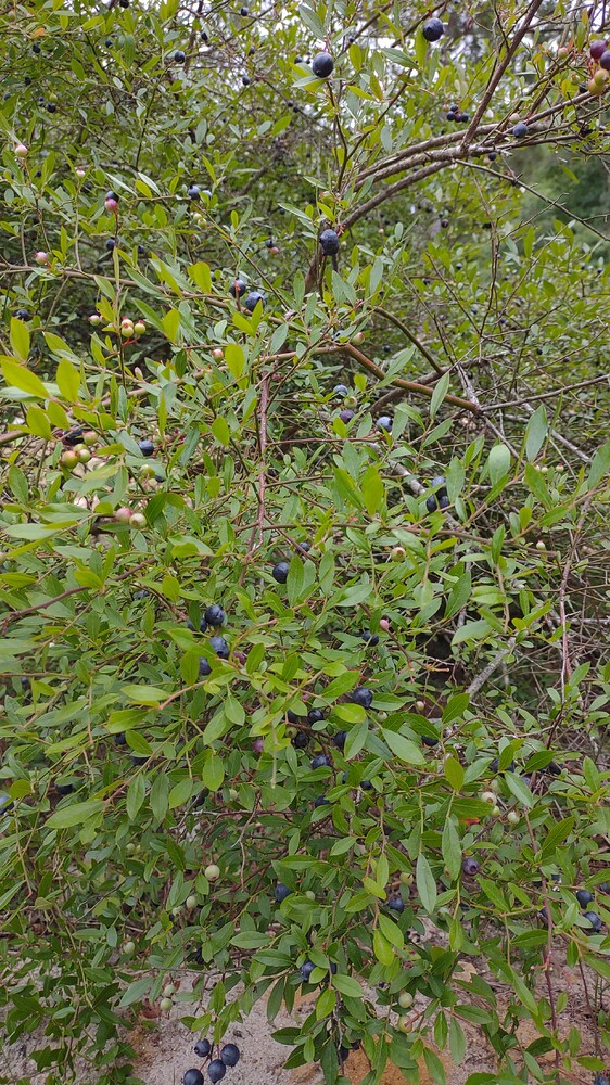 IMG_20250525_180111268