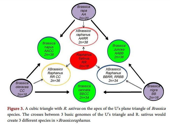 Brassica and Radish Hybrid Triangle9-Figure3-1