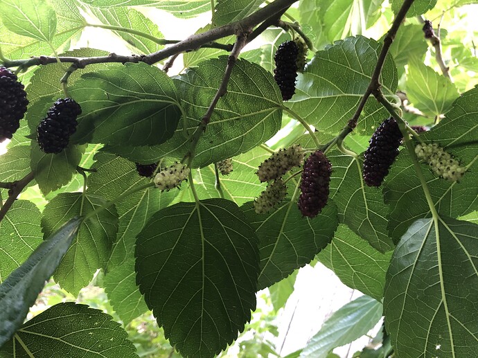 Wellington_i_06-25-2021