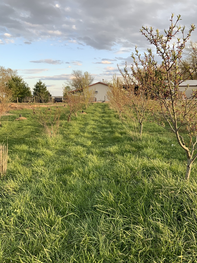 Lower%20Orchard%20spring%202020