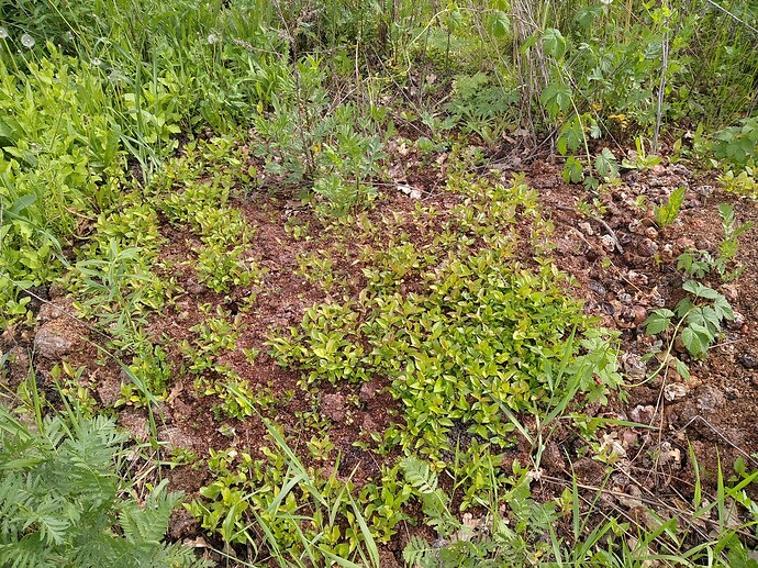 IMG_20210523_160129_1