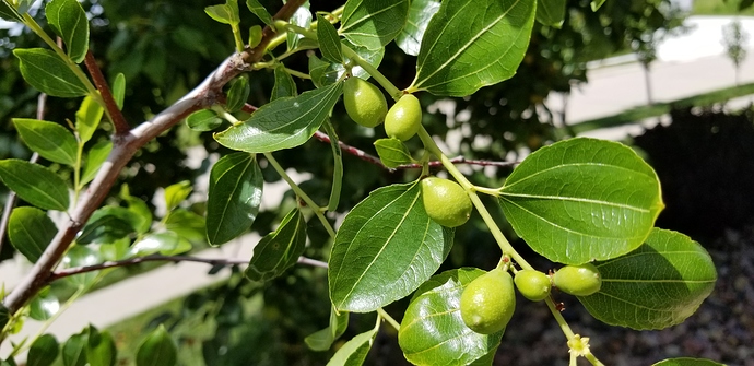 15315878718391731375348215487412