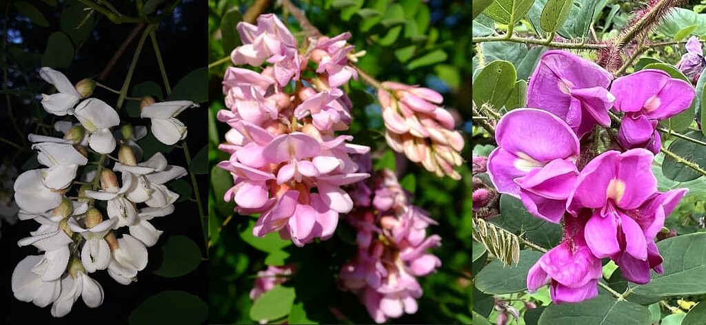 Breeding Black Locusts (*Robinia spp.*) for Edible flowers