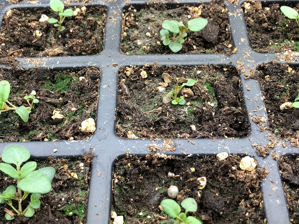 Creeping thyme seedlings General Gardening Growing Fruit