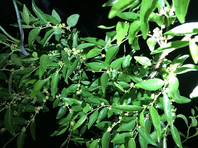 So_flowers_06-27-2022