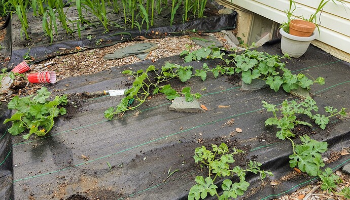 June 28,2021 Melons