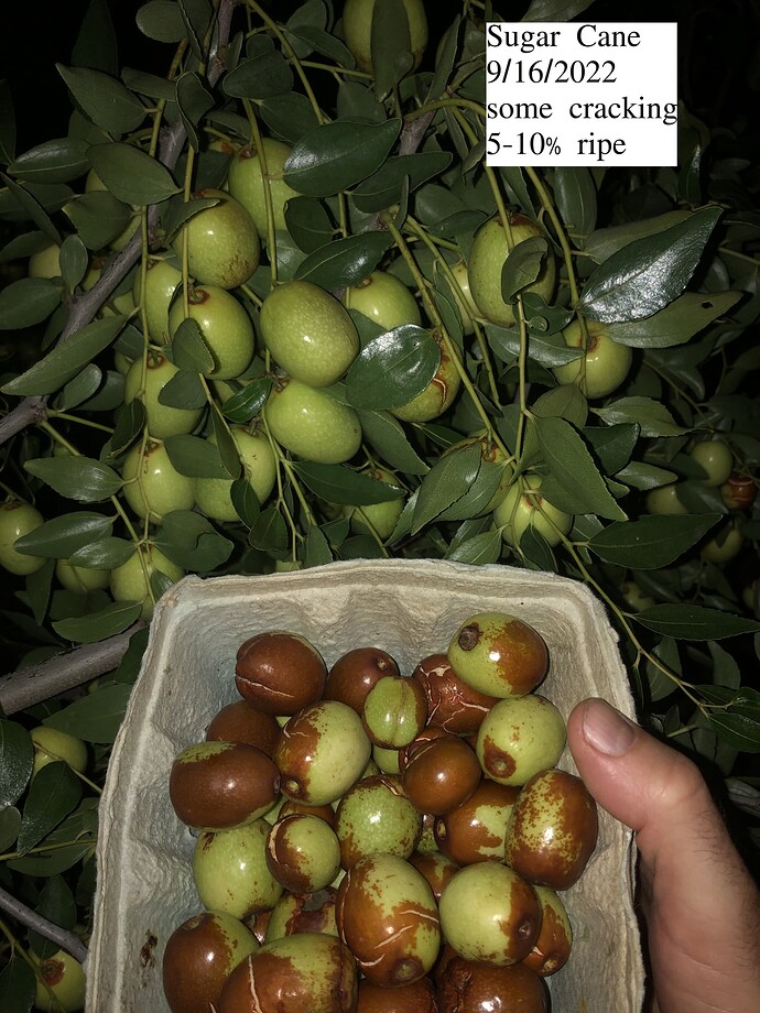 Sugar_Cane_ph_09-16-2022