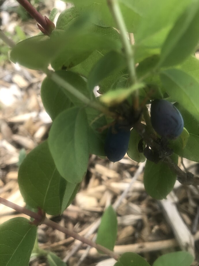 Tundra Honeyberry 5.22.2021