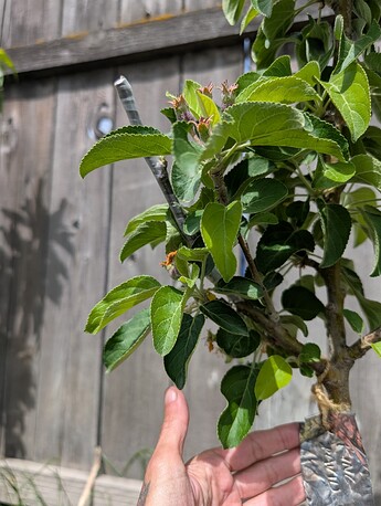 PXL_20250515_201213449