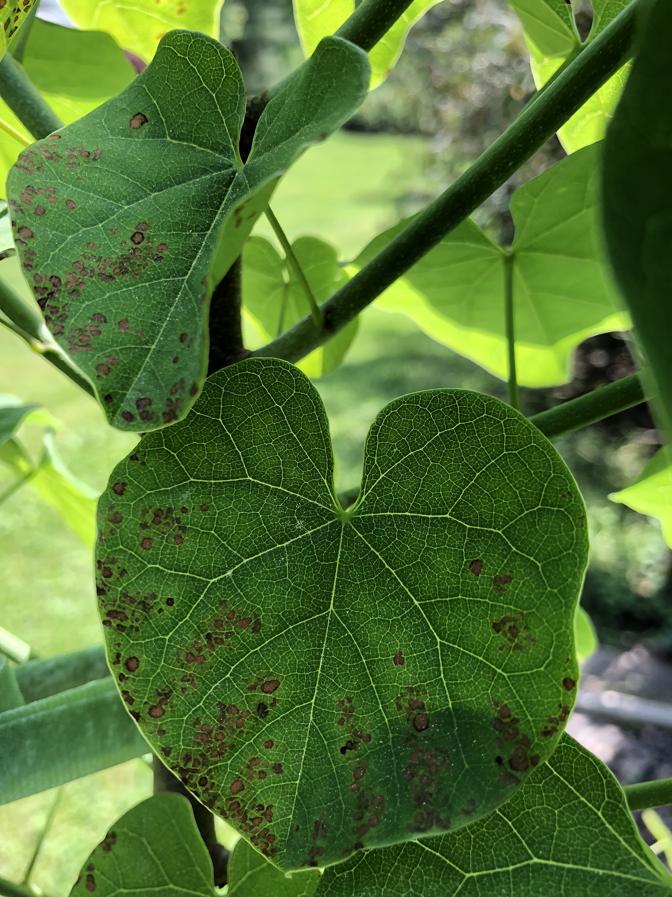 What is spotting my redbud leaves General Gardening Growing Fruit