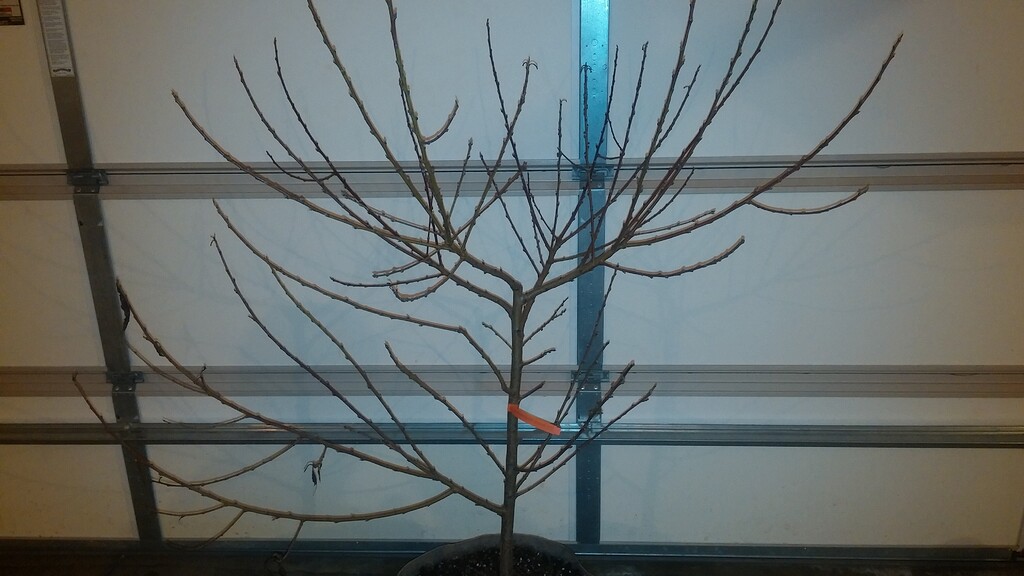 Pruning Spice Zee before and after General Fruit Growing Growing Fruit