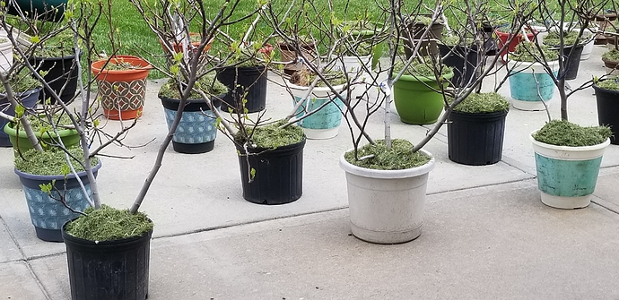 15875857171541280522178654259625