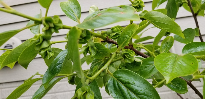 15909309832413416110485477187365