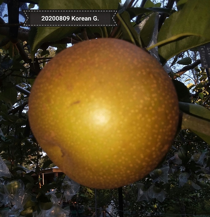 kg%20fruit%2020200809_091909