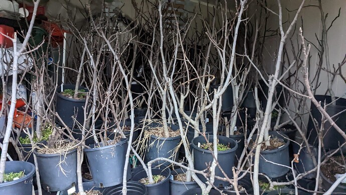 Figs storage Jan 2022 2