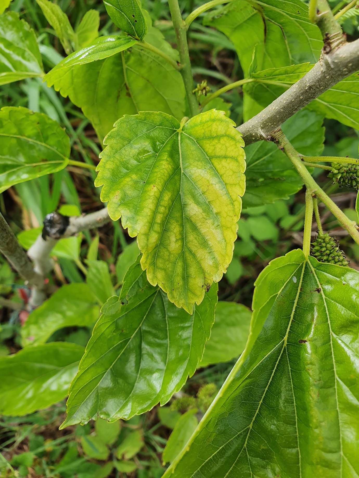 Mulberry leaf disease? Chlorosis? General Fruit Growing Growing Fruit