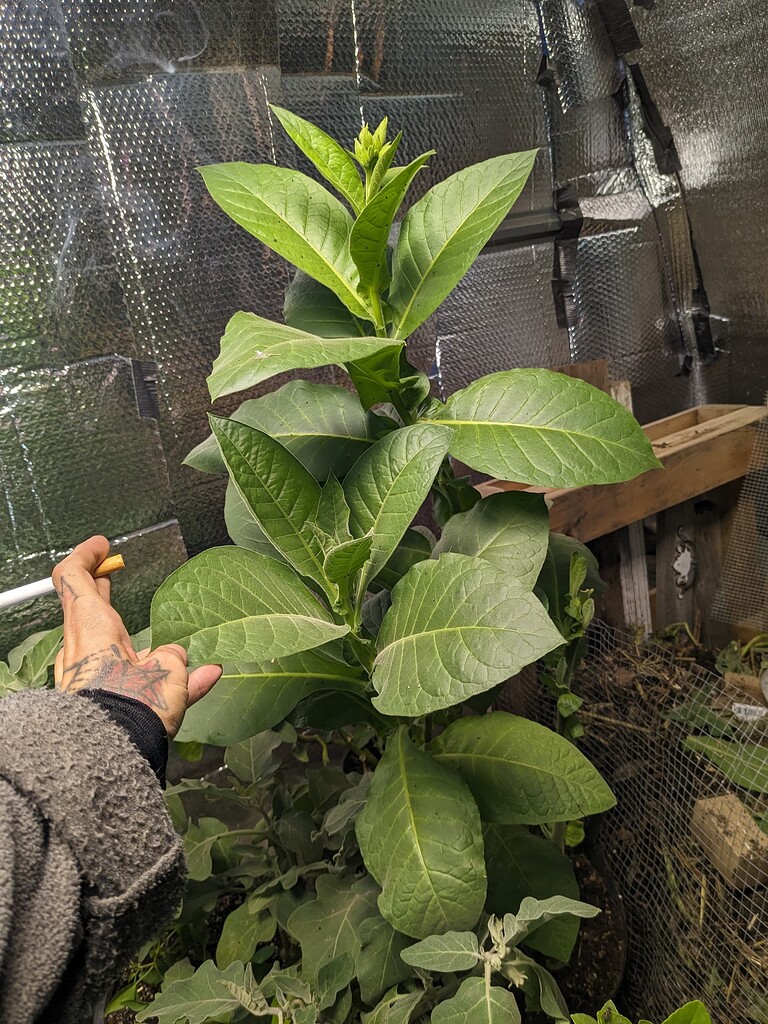 can i grow tobacco uk Growing tobacco, small scale gardening - General Gardening