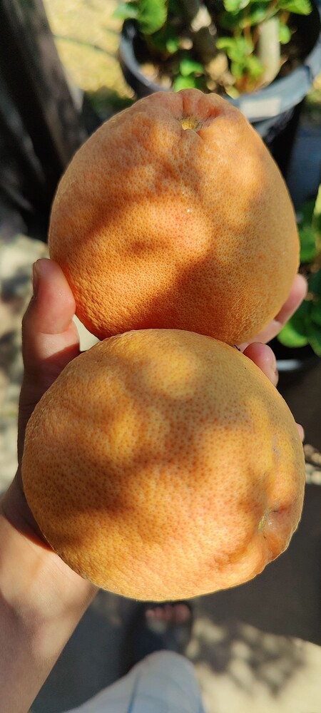 IMG_20250519_1011371