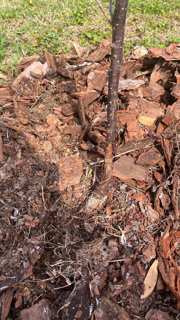 Fire Ants in Mulch General Fruit Growing Growing Fruit