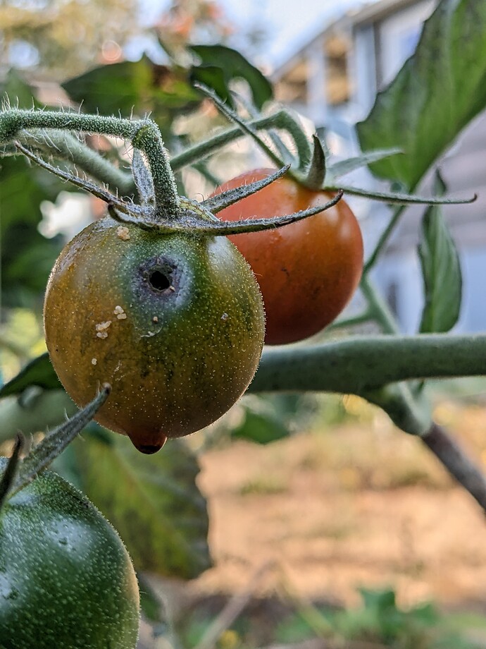 PXL_20221009_175301589