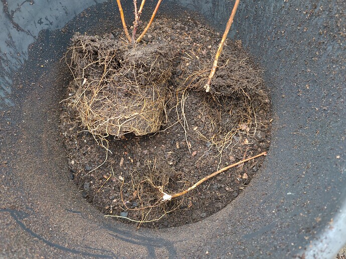 IMG_20241027_123656988