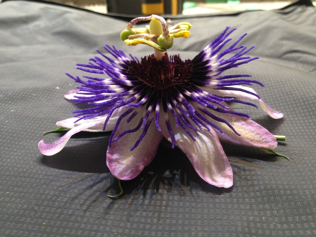 Passion fruit in zone 8 General Fruit Growing Growing Fruit