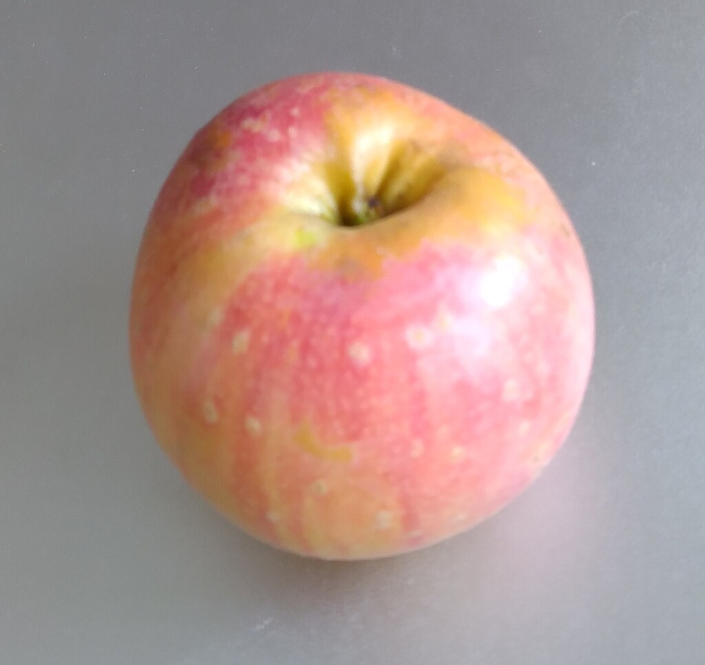 hackworth-pictures-growing-fruit