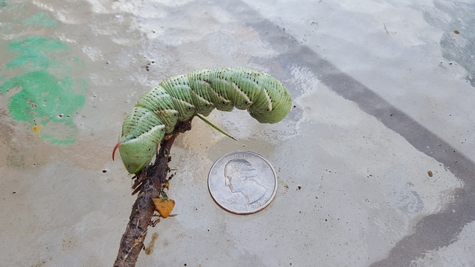 Hornworm%20caterpillar