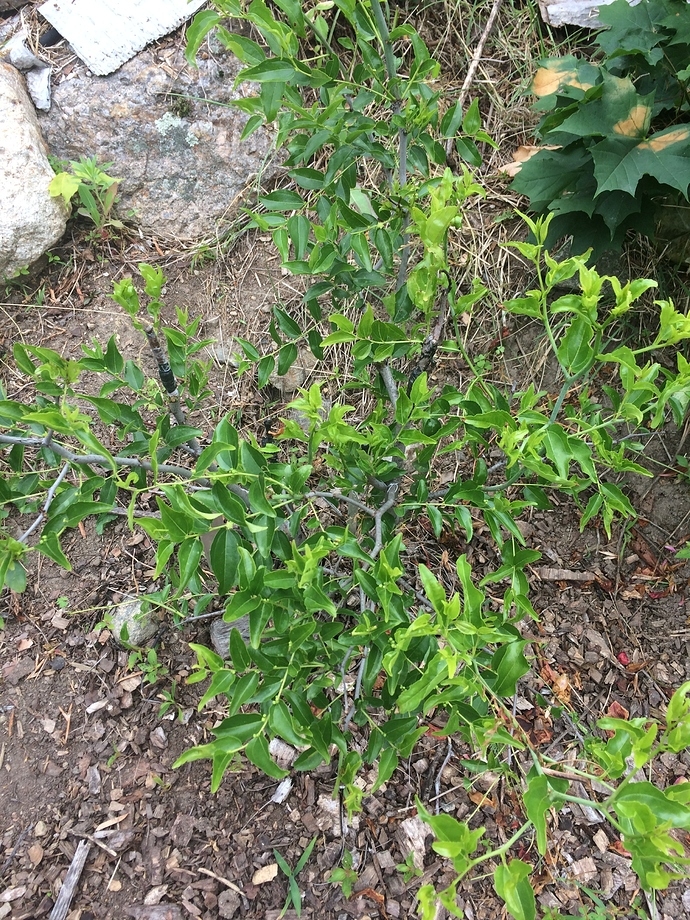 So_Sucker_06-23-2018