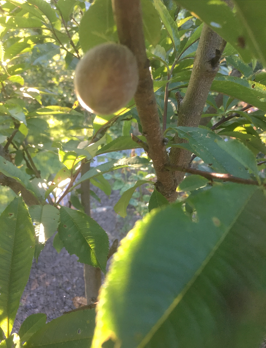 Black Boy peaches General Fruit Growing Growing Fruit