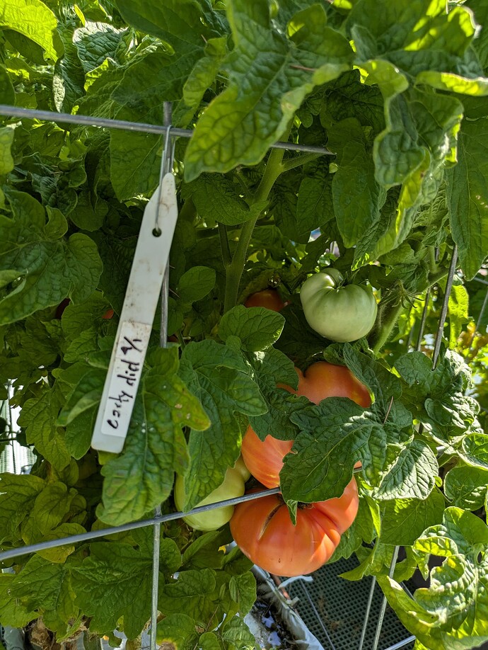 PXL_20240714_000013613