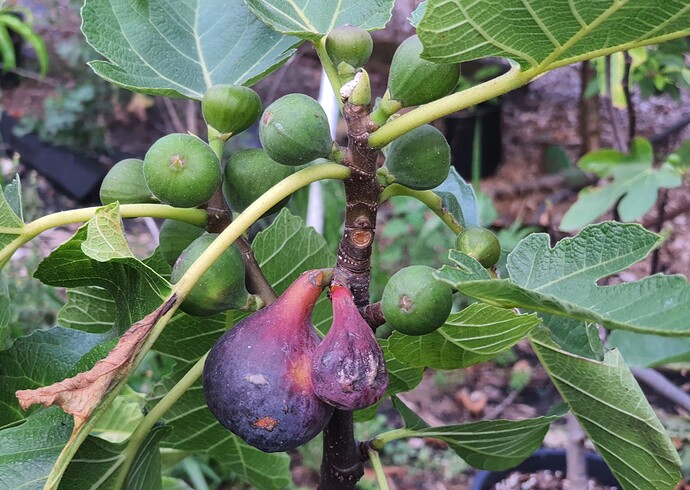 Socorro Black Breba 07-06-21