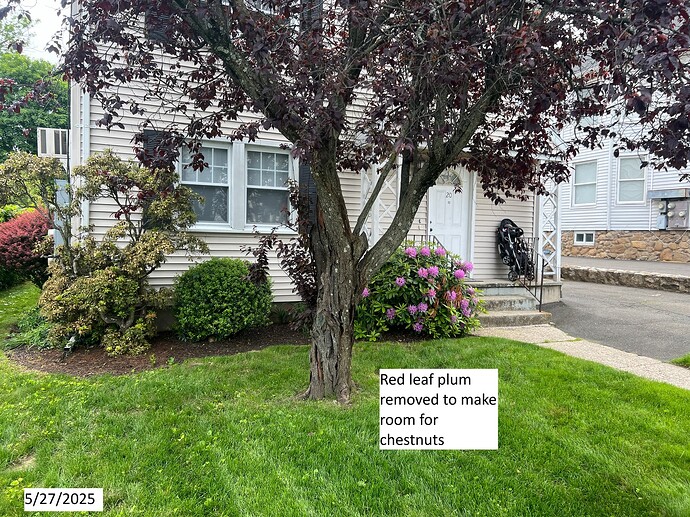 Chestnut_w_before_05-27-2025