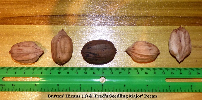 'Fred's%20Seedling%20Major'%20Carya%20illinoinensis%202018%20010