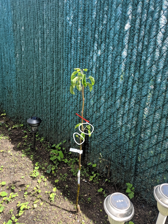 How to start off espalier training for my trees General Fruit Growing