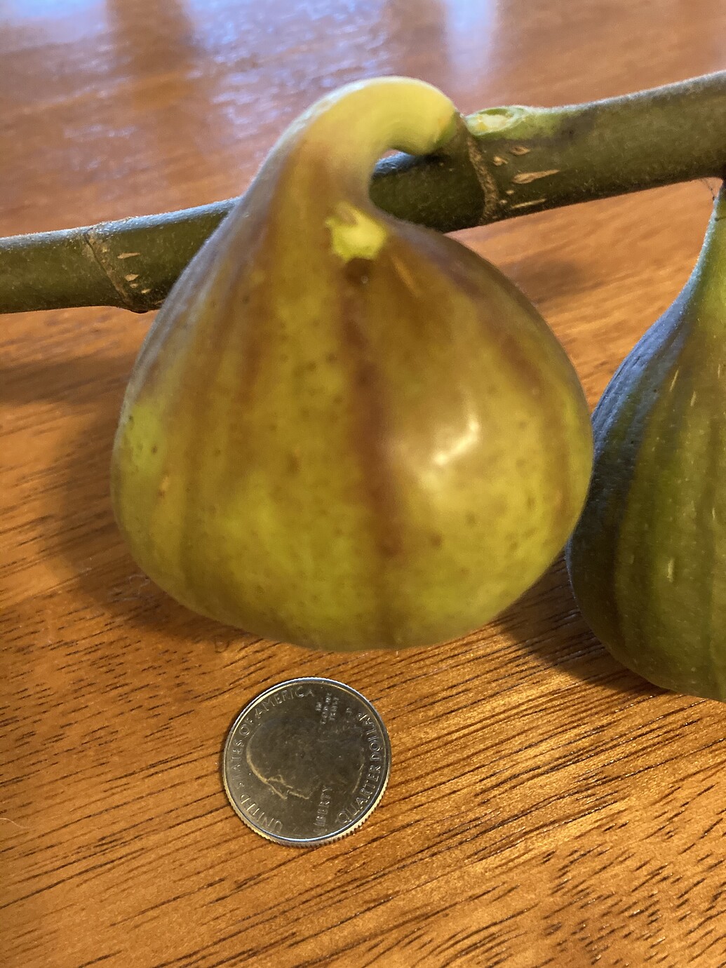 Fig Tree not Ripening General Fruit Growing Growing Fruit