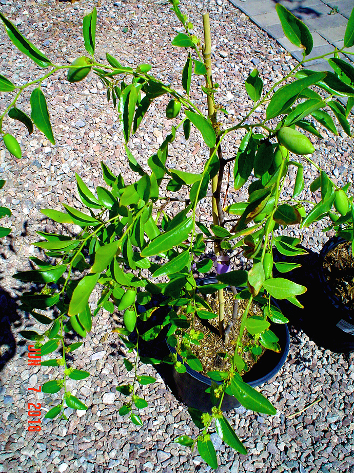 massandra mid june 2018