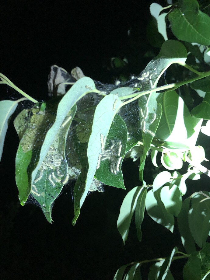 Tent_caterpillars_before_06-21-2022