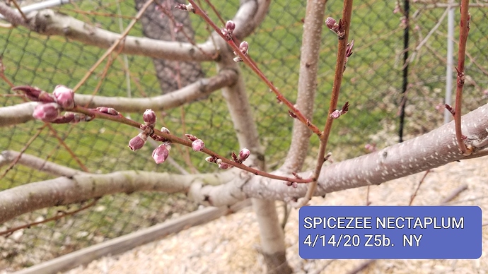 20200414_144126
