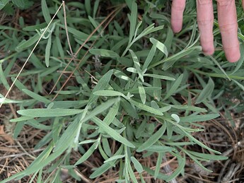 PXL_20250515_204612016