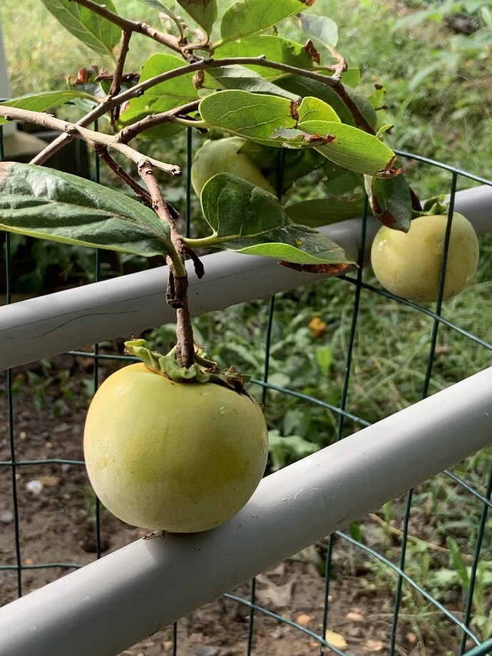 Fuyu persimmons (28Sept24)