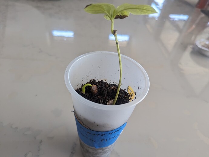 PXL_20240406_155134306