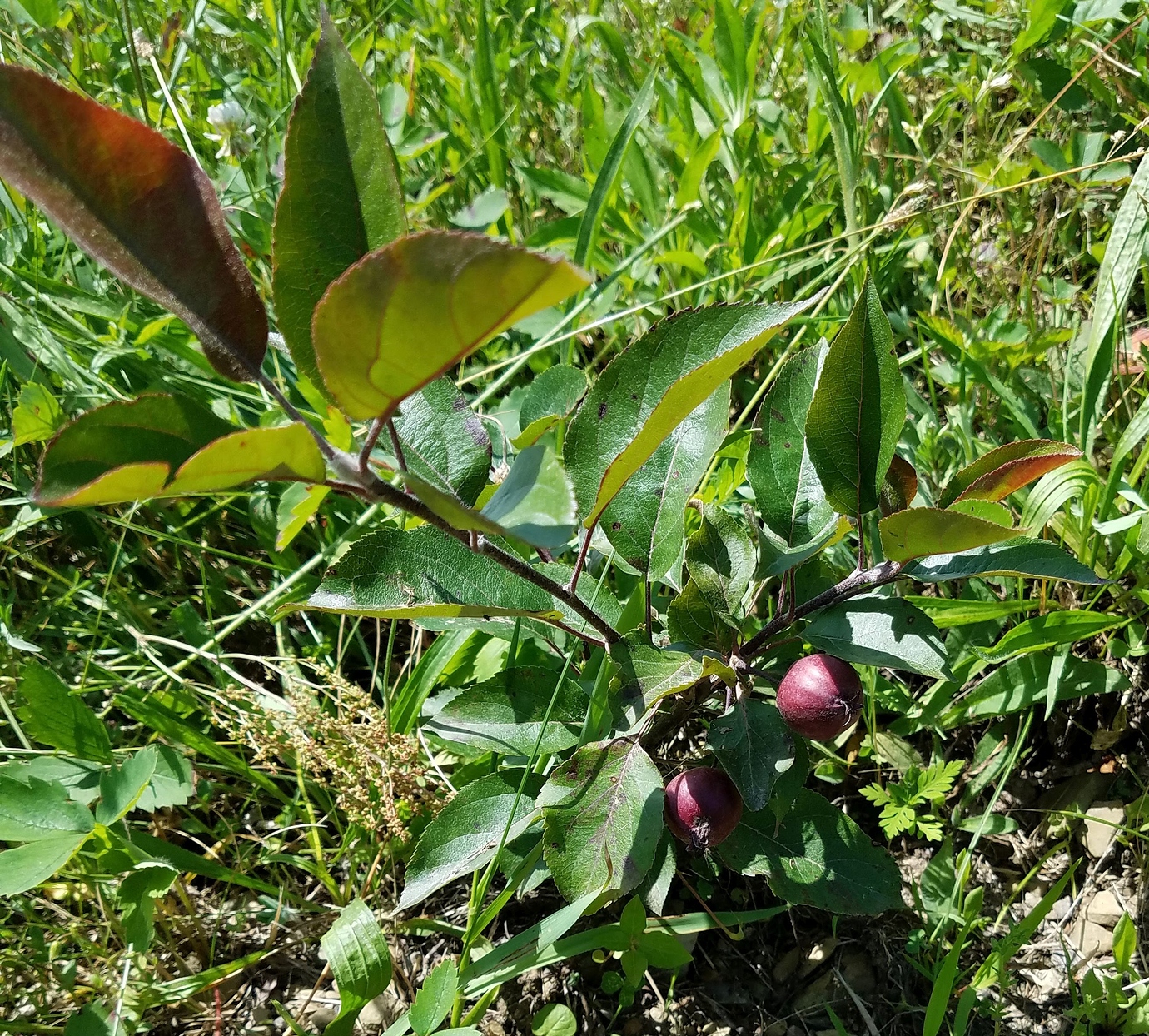Rootstocks Propagating less common apple rootstocks - General Fruit Growing ...