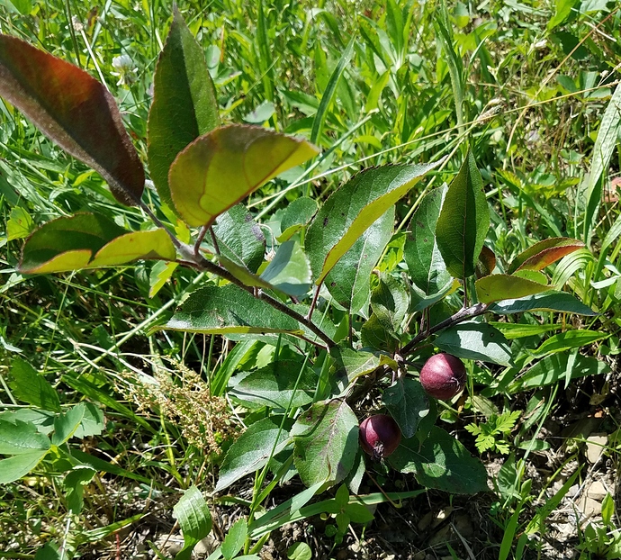 Bud490 fruit