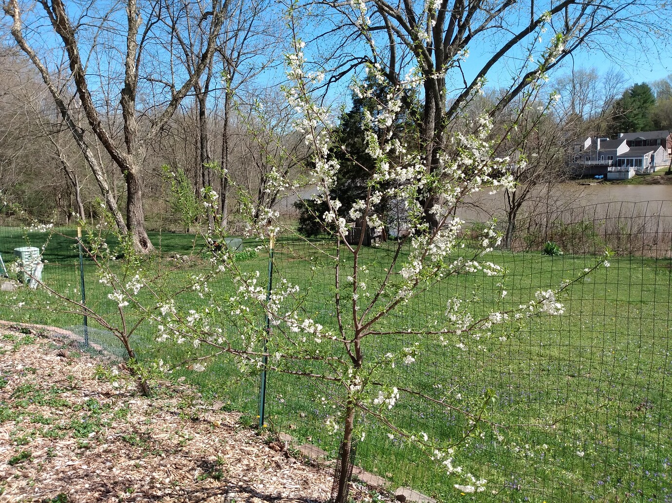 Chickasaw plum seedlings General Fruit Growing Growing Fruit