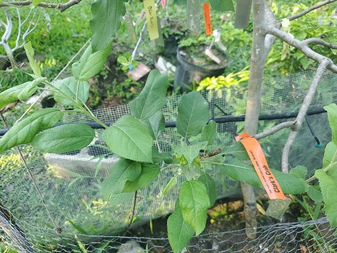 Clark's Crab Cleft 80% Healed