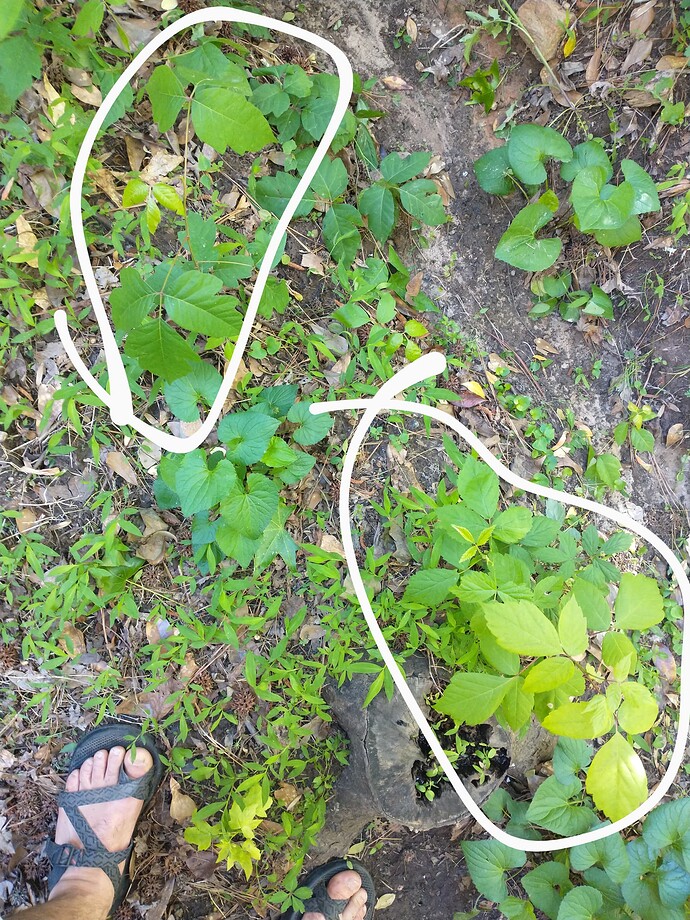 poison ivy and boxelder